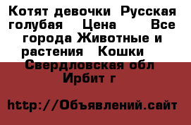 Котят девочки “Русская голубая“ › Цена ­ 0 - Все города Животные и растения » Кошки   . Свердловская обл.,Ирбит г.